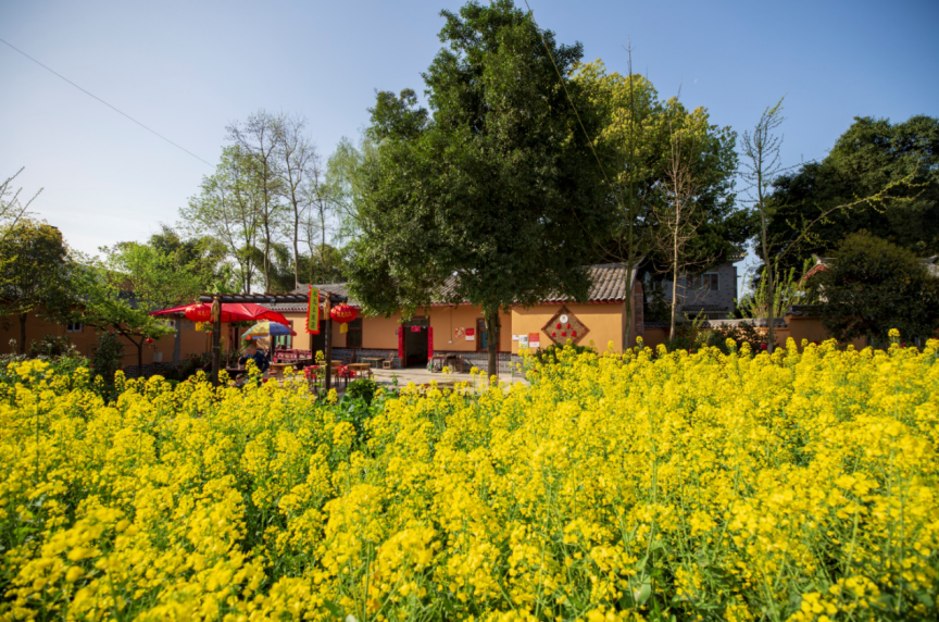 封面四川 踏青、赏花、摘果、采茶……这个清明节，跟着这十条精品线路去畅游川西林盘
