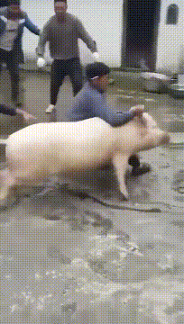 咸蛋的小姐 出差20天回来了还有痕迹,老公说是被撞的,哈哈哈我会信吗?