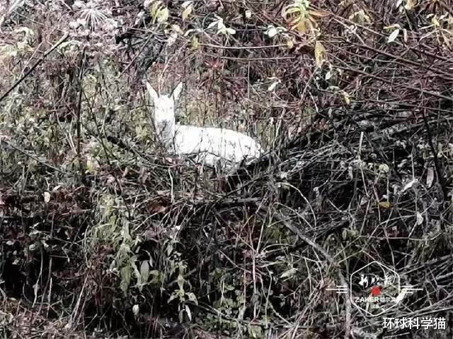 极其罕见！东北发现神兽“白狍子”，狍子有多傻，为何没有灭绝？