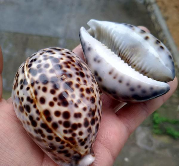 海螺能不能吃？为什么？