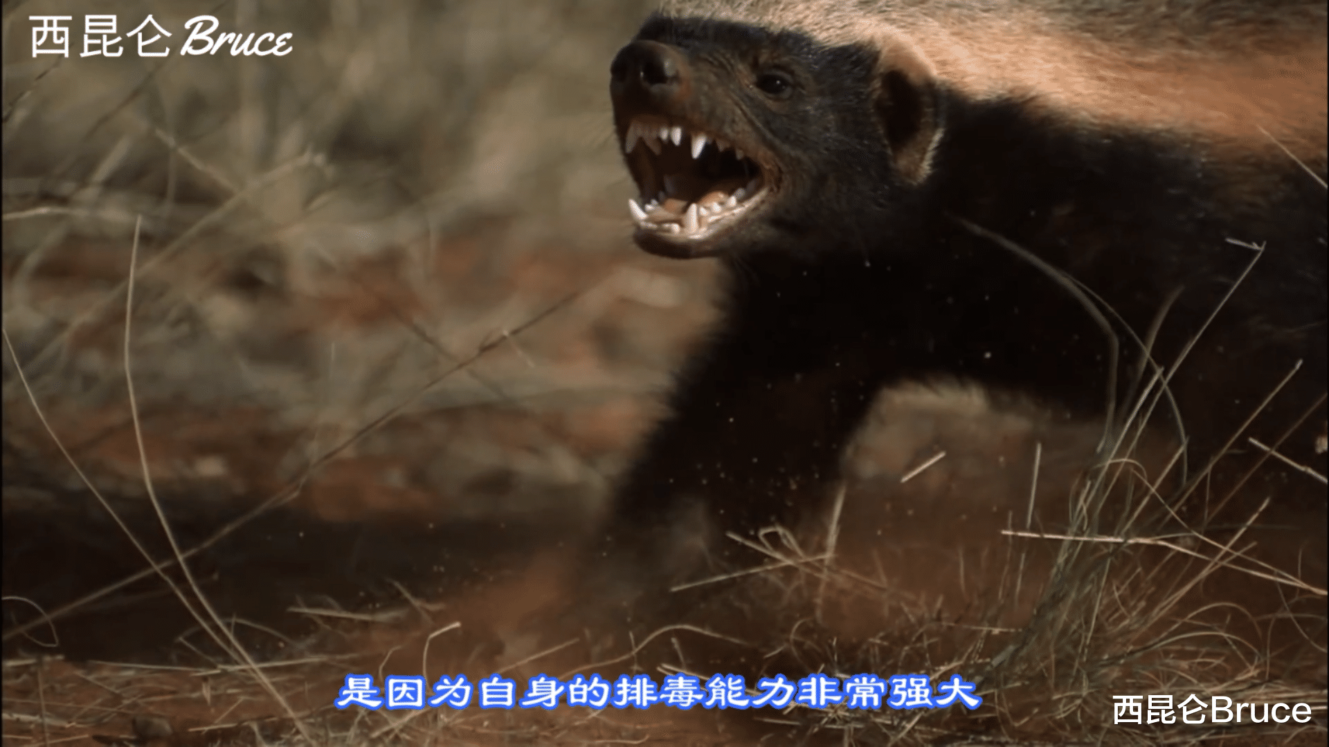 伊隆·马斯克 有毒的动物自己会中毒吗？动物界又有哪些“防毒妙招”呢