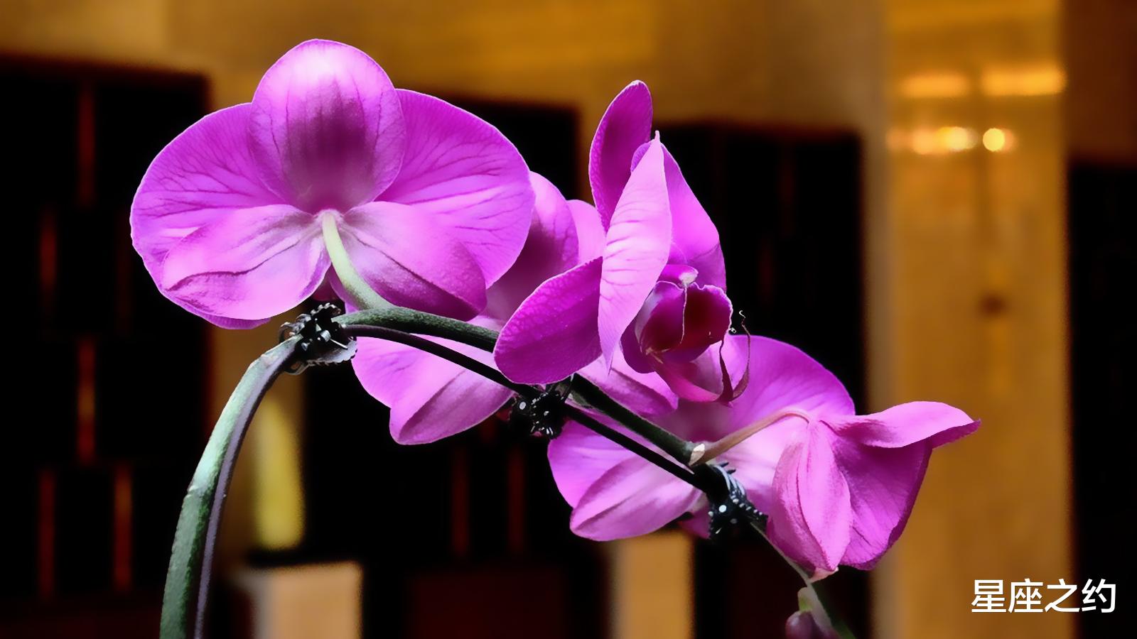 星座之约|8月12日星座运势：金牛座积极主动，射手座贵人相助