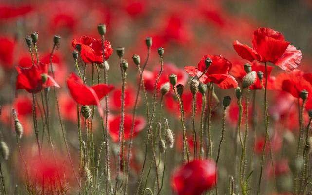 属马|牛年上半年“好运”如鱼得水的3个生肖，机遇多、职场顺，不愁钱！
