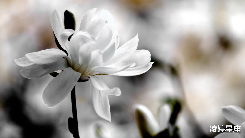水星 爱有多浓，就有多慌，水星金牛温柔宿命的背后，有你所不知的反复