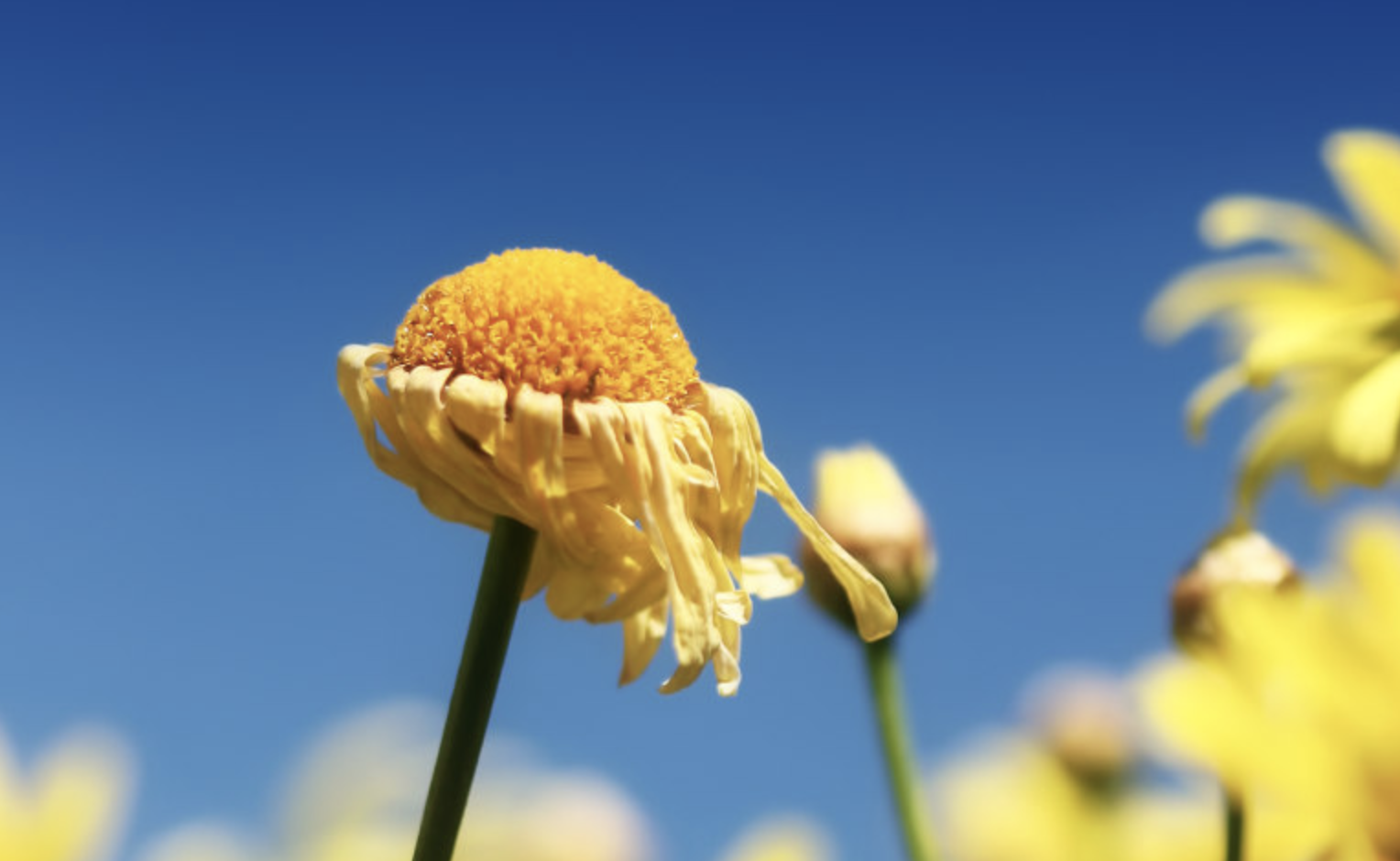 生肖夜梦|8月下旬，思念成灾，旧情返还，前任归来，3生肖再次盼得爱情回头