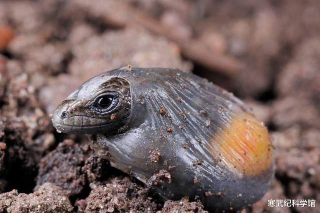 基因 进化的选择：卵生还是胎生？