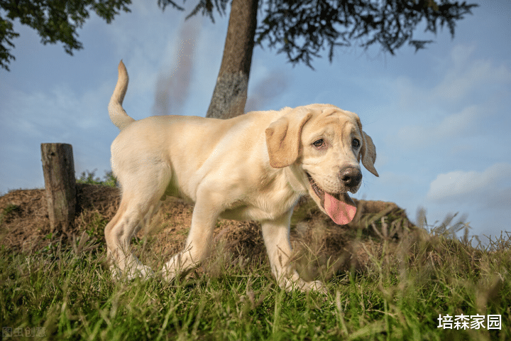 大象 动物们的花式降温方式