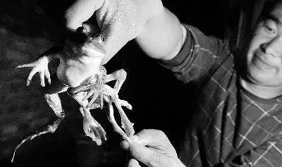 蟾蜍 离奇事件的真相之：蛙类的长寿之谜