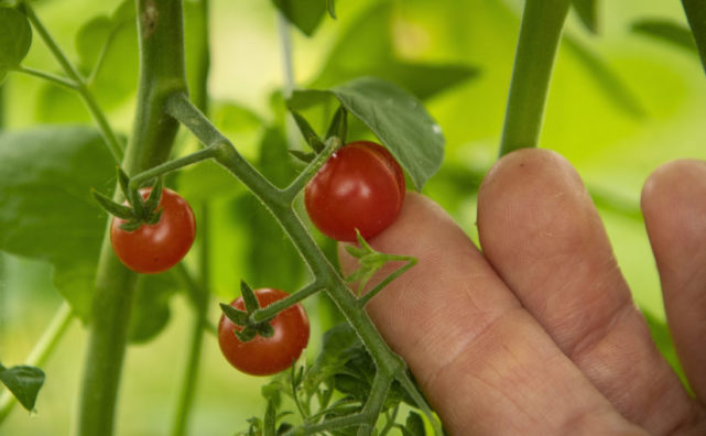 科学家 为什么番茄越来越难吃？科学家历时4年研究，发现番茄本质变了