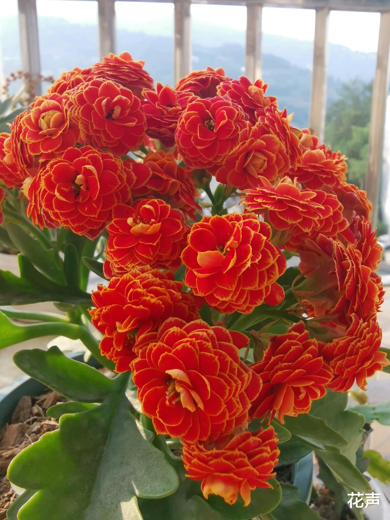花声 封闭阳台养啥花？这种盆栽花很合适，颜值高，花期长，还很好养
