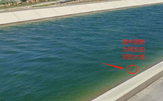 南水北调|北方地区有一块钓鱼的处女地, 米级巨鱼常见, 但是却没有钓鱼人敢钓