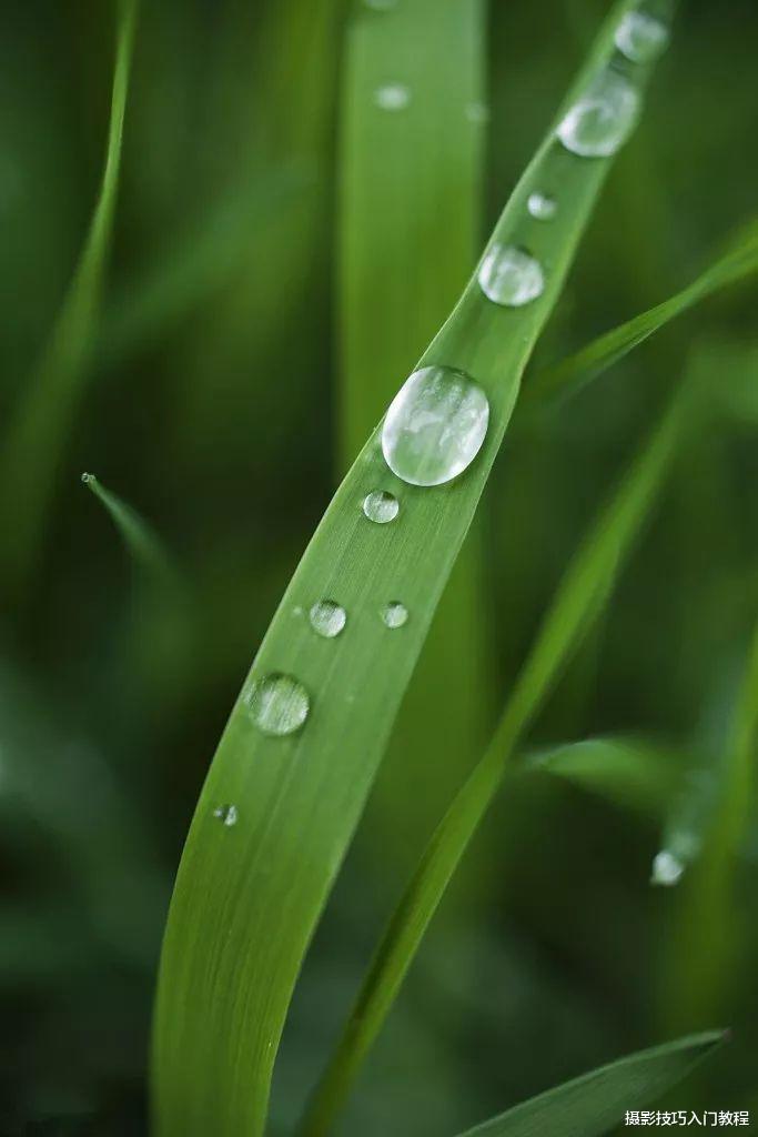 怎么把露珠拍得晶莹剔透又很饱满？详细的拍照教程在这里