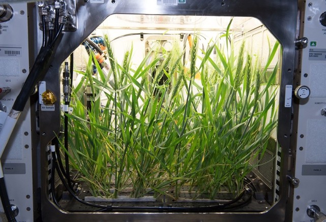 空间站 太空种菜不是梦？神舟十三号发射在即，空间站迎来“秘密武器”