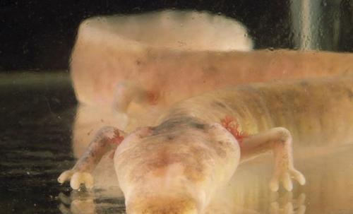 全球最能扛饿的生物,青蛙可以20个月不吃东西,还不是最厉害的