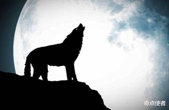 狼总是在月下嚎叫，是为了什么？真的是因为思念挚爱吗？