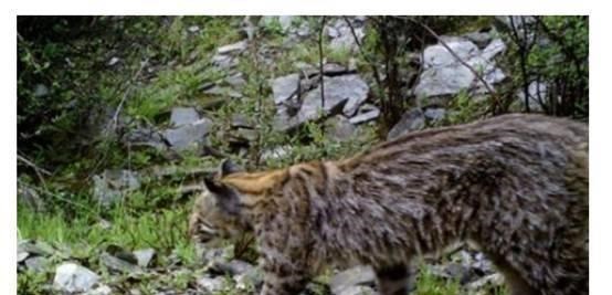 梓琪育儿说|广西出现罕见一级保护动物，村民围观热议，它到底是什么来头？