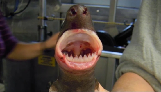 海洋生物 海洋里的“小霸王”,体长仅50厘米的雪茄达摩鲨,最喜欢咬伤人类