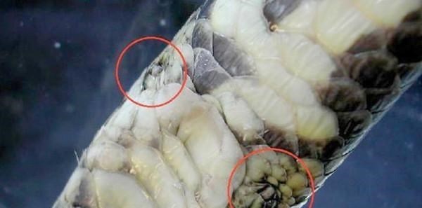 霍金 生树上、死树上,懒到极点的树懒,只有一件事是积极的:交配