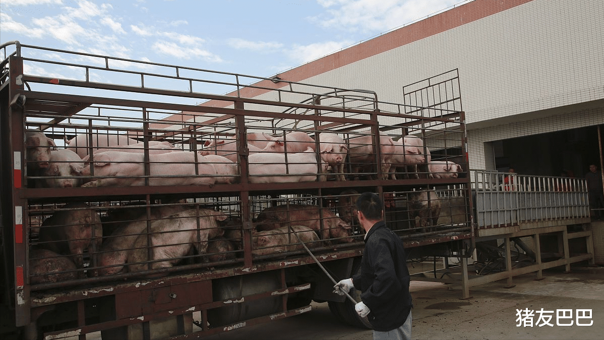 生豬價格下挫52.5%，市場到底供給瞭多少豬肉量？權威分析來瞭-圖4