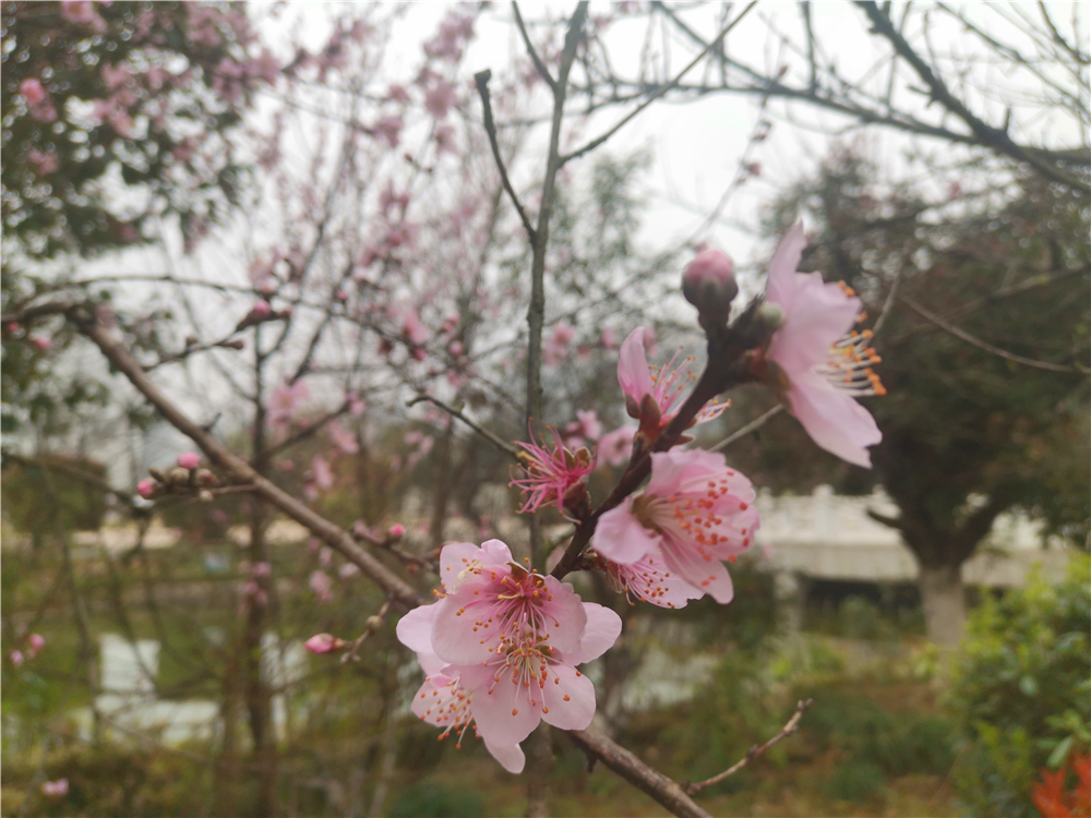 吉安大视界 美丽吉安：城南市民广场 姹紫嫣红春意浓