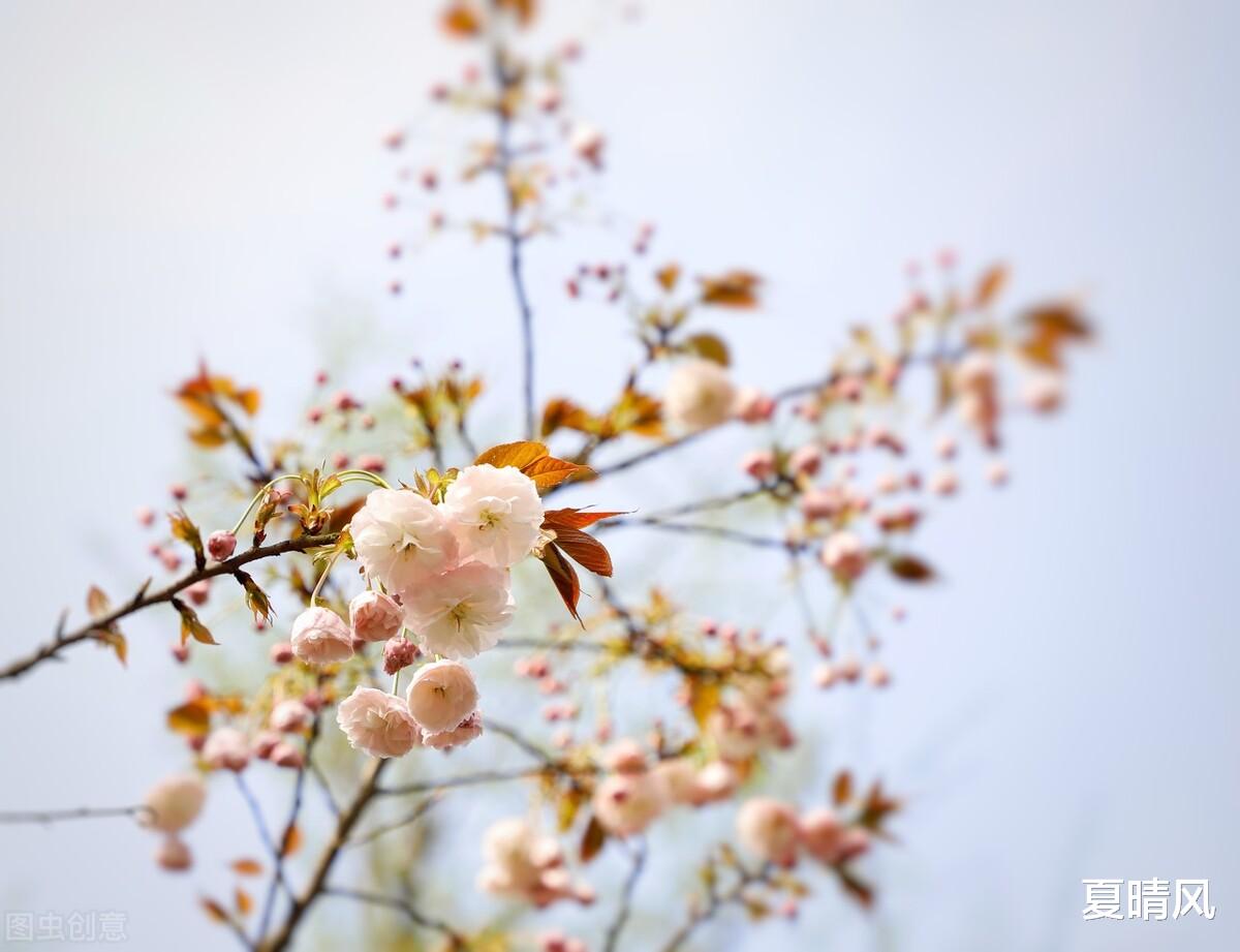 夏晴风|谁能真正陪你到最后(很心酸)