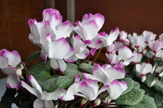 谁说阳台朝北养不了花？5种花，就适合北阳台，耐阴又皮实