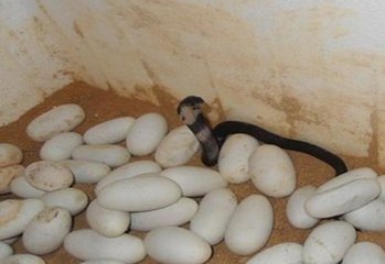 金凤说趣闻|男子山里砍柴，捣了蛇窝砸碎了蛇蛋，晚上群蛇围住了他家