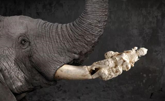 象牙 大象在失去象牙后还能继续生存吗？人类该反思了，看完让人心酸