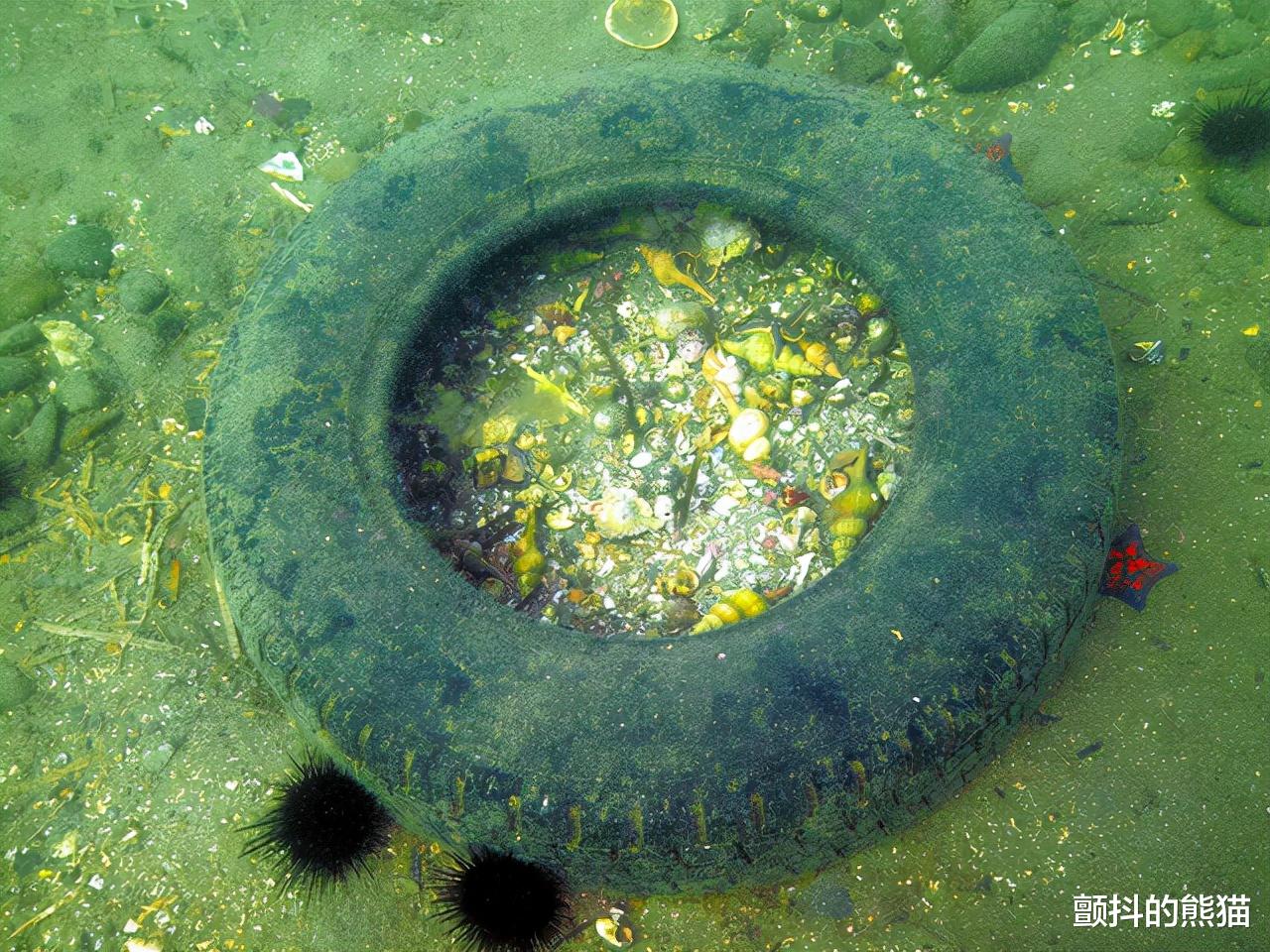 环保|进入的寄居蟹再也无法出来 垃圾引起的“鬼钓鱼”