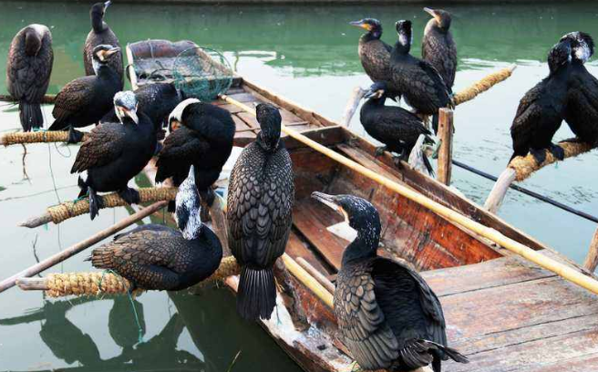 鸬鹚|鱼见到它走向绝路, 钓友见到它牙根直痒, 什么让钓鱼人怨念如此之大