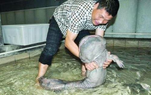 大鲵的灾难,野生娃娃鱼仅剩两成,人为放生为何却敲响“丧钟”?