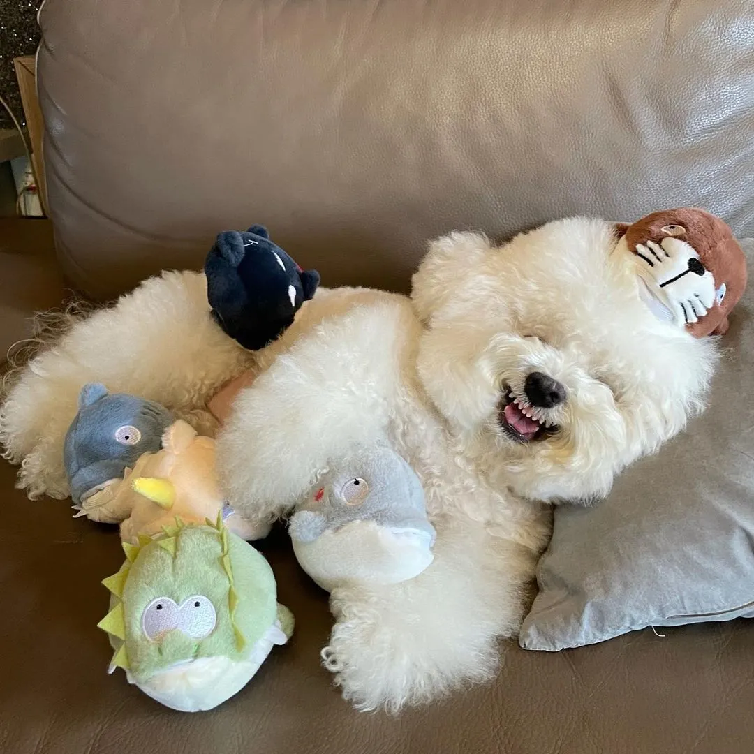 InsDaily 韩国快乐小奶狗爆红网络!看完心都快萌化了!