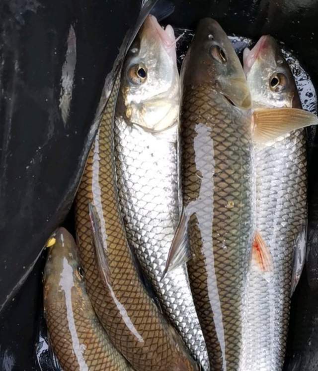 |它生活在山区激流中，摸着软软的特别细腻肥美，当地人叫“漏鱼”