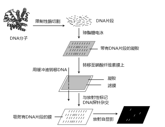 Southern Blot印迹杂交技术服务简介