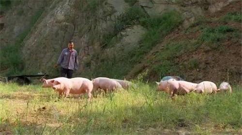 正儿八经说 当初那个卖掉3套房子，不肯放弃养猪的湖北小伙，他后来怎样了？