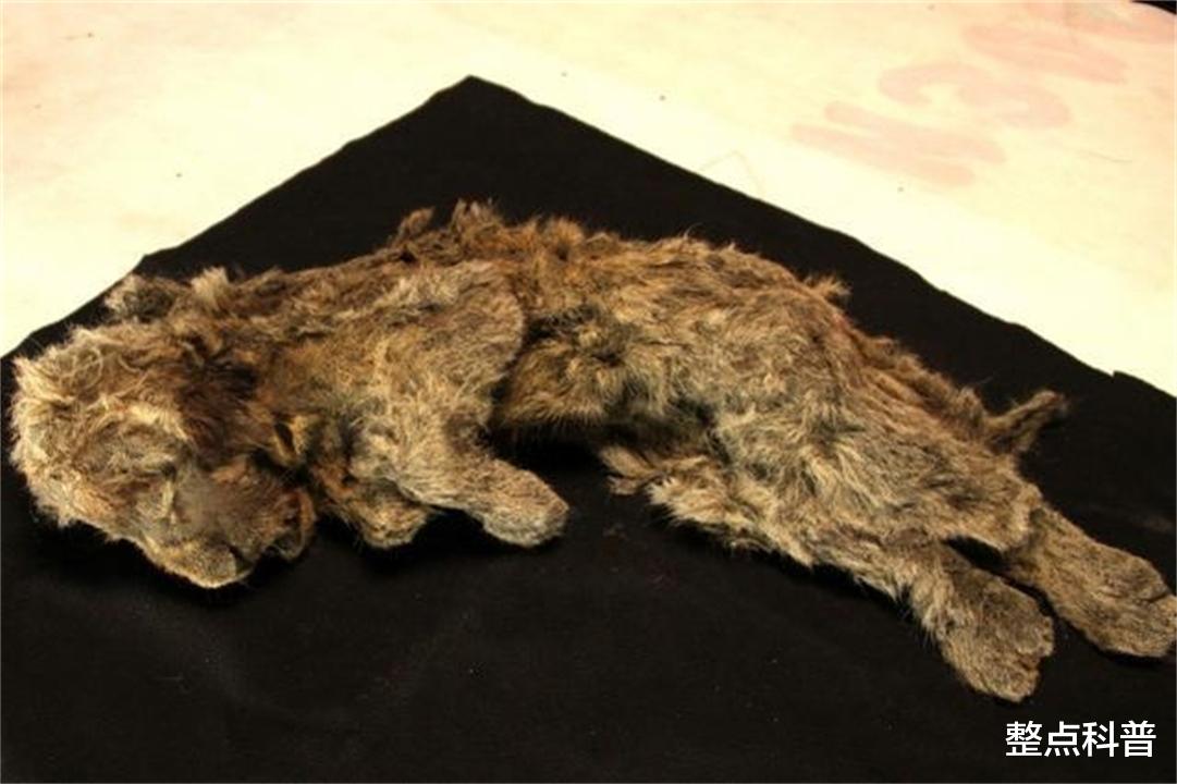 遗骸 永久冻土层溶解，5种史前生物遗骸被发现，人类或面临超级病毒？