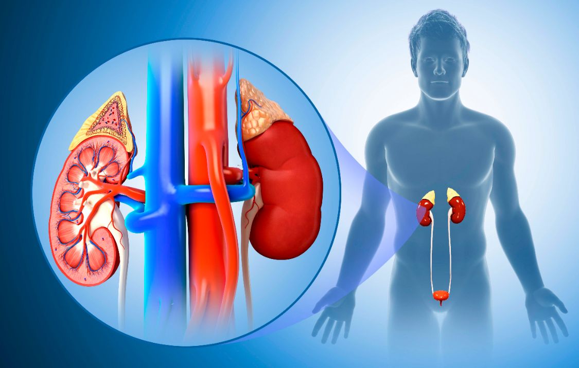 疾病|什么是慢性肾病？慢性肾病的病因有哪些？又该怎么治疗呢？
