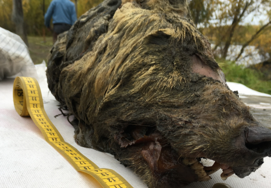 象龟 北极发现5.7万年前尸体，科学家担心有更可怕的东西，人类要警惕