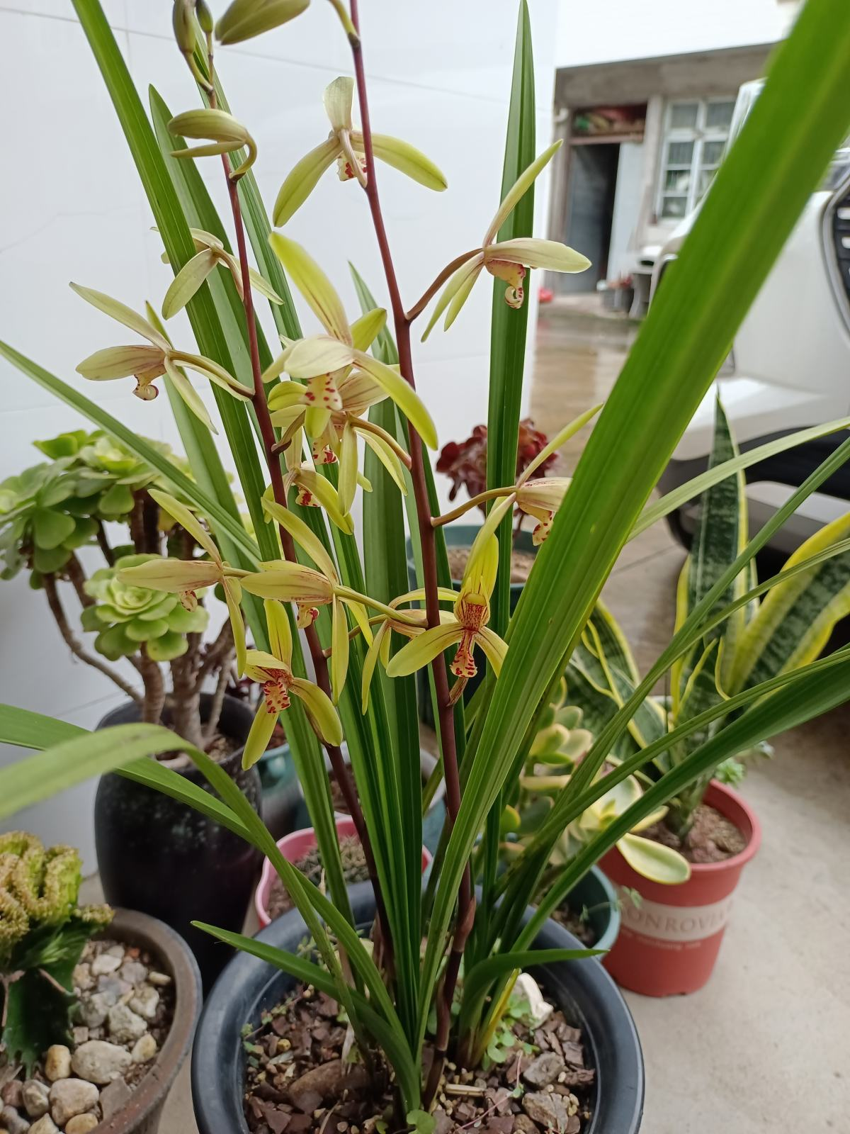 花百科 4种花10月份要及时翻盆，今年才会继续开花，不然全烂在盆里
