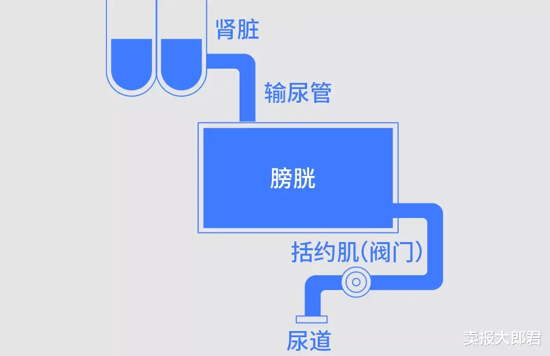 卖报大郎君 一喝水就有尿和喝水没尿的人，哪个更健康?