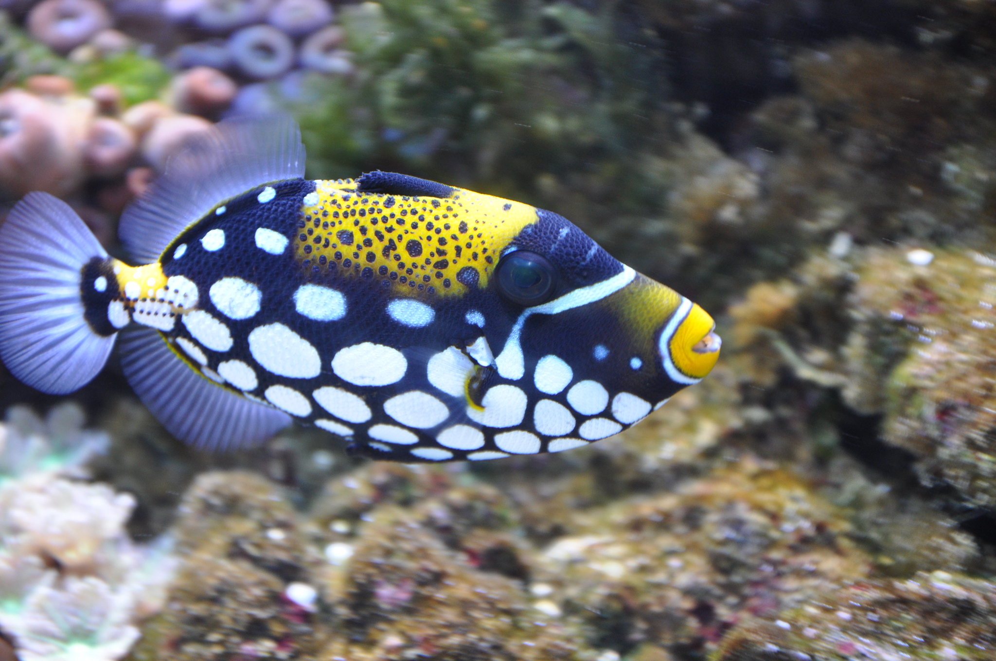 |温差对上钩率的影响（精髓）