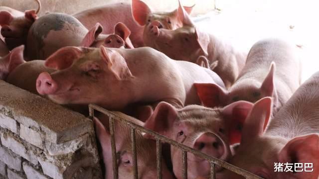 生猪价格 5月16日猪价：大稳小跌！雨水来袭屠企收猪难度陡增，行情要变？