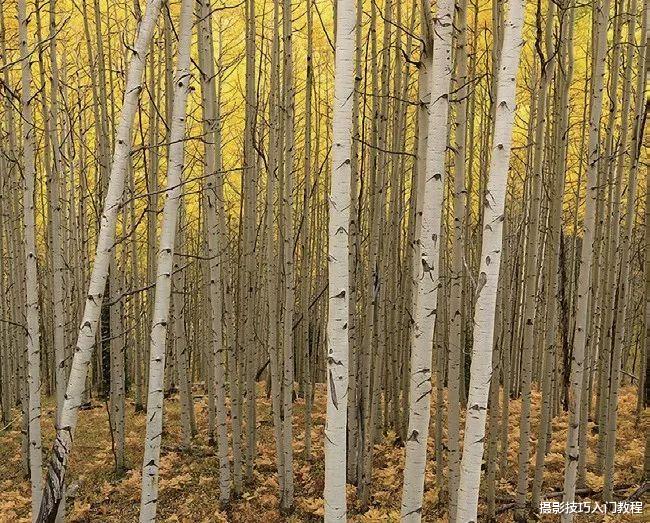 摄影构图|摄影构图技巧：8种最基础的构图方法，虽然简单但是用得最多