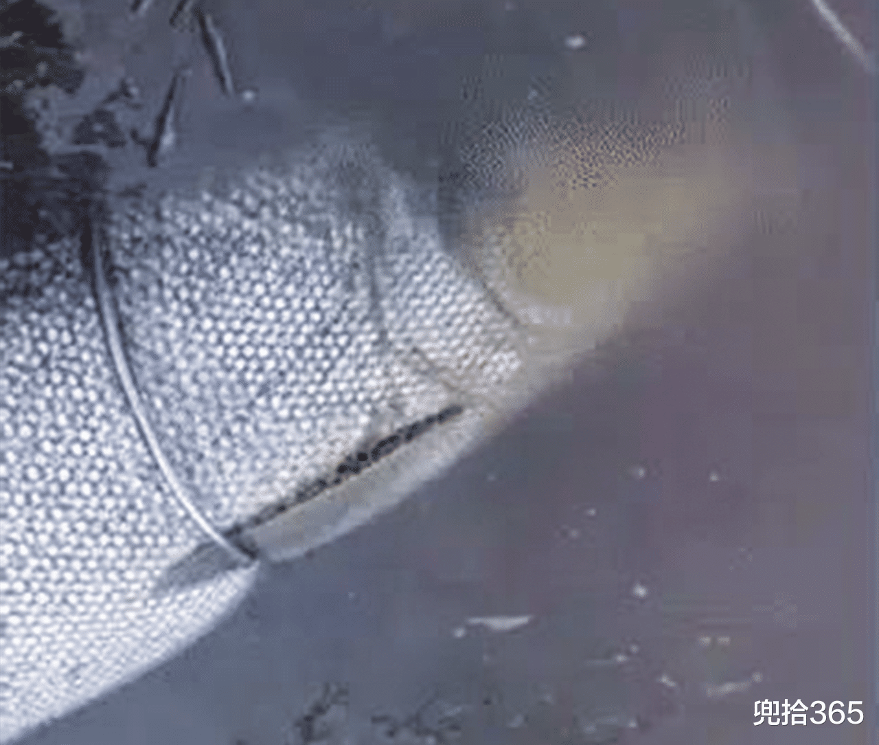 广东省|1.4米长70斤重，广东一男子野钓实现大鱼梦！网友：还穿上丝袜了