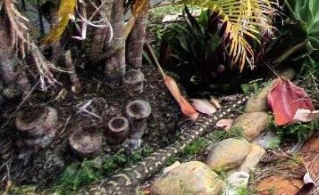 考考你的眼力:蛇到底藏在哪里,你能找到它吗?