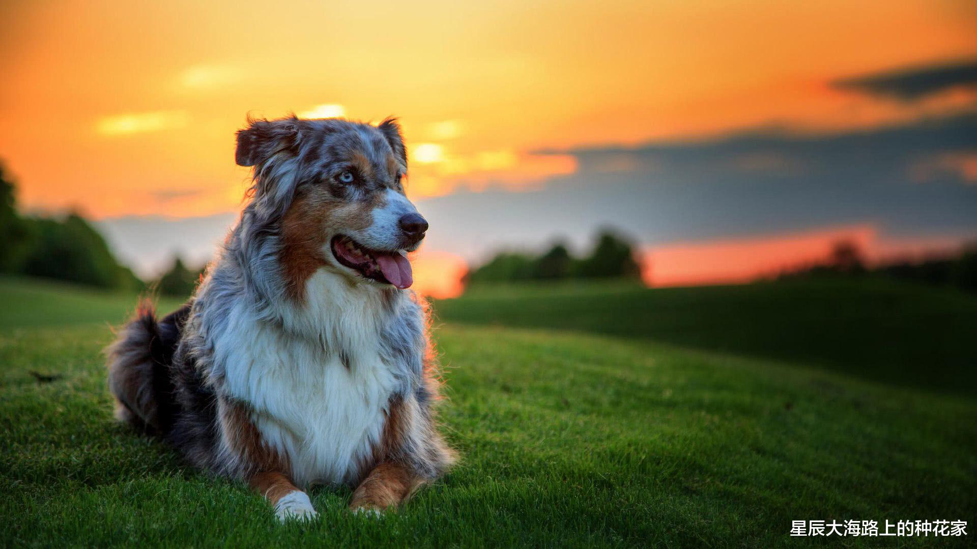 隔离 与猩猩的实验均以失败告终！为什么说人类是唯一不能杂交的动物？