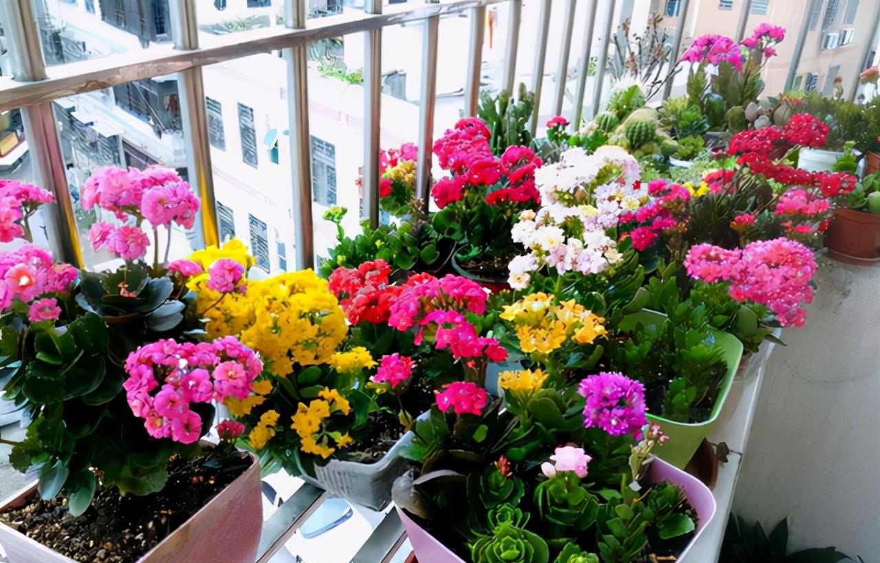 京跃伟哥|秋天到了！这种花要“苏醒”了，可以放手养了