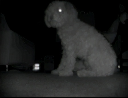 机器人|毛孩子的新玩具——Trifo Ollie智能扫拖机器人