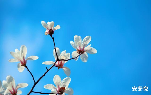 安冬悦 有生之年，愿能与你相见