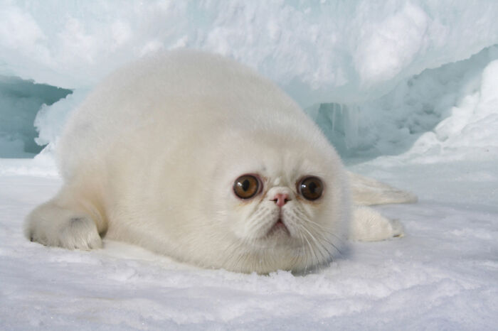  将动物组合在一起，有可爱的，有恐怖的，但它们都很有趣